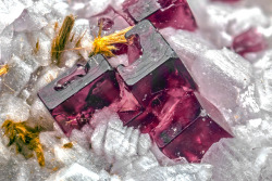 unearthedgemstones:  underthescopeminerals:    Villiaumite, Tuperssuatsiaite    Locality:   Aris Quarries, Aris, Windhoek District, Khomas Region, Namibia     “Cubic crystals, with small faces of octahedron, purple, of villiaumite, dress with so-called