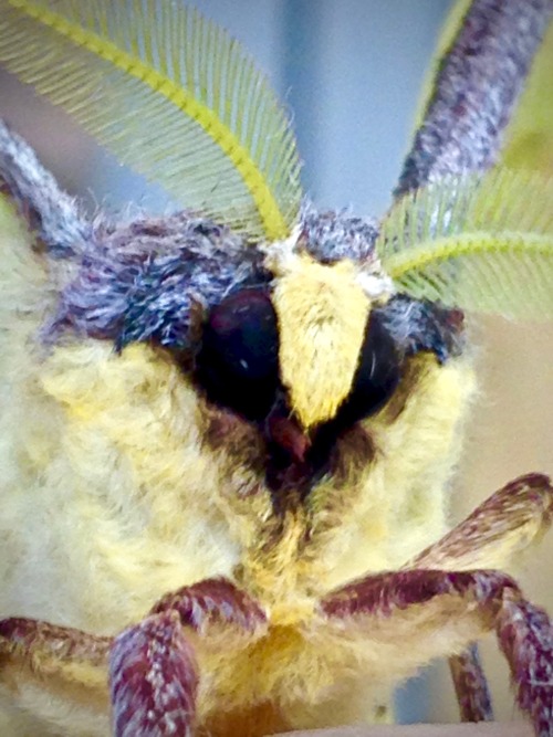 African Moon Moth (Argema mimosae) ♂