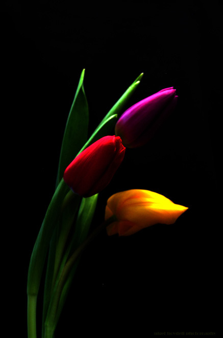 andherjourneycontinues:  First_Tulips_of_2007_by_photonig 