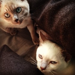 somewhere-quiet:  We have two now!!! 😄❤️ #kittens #tonkinese