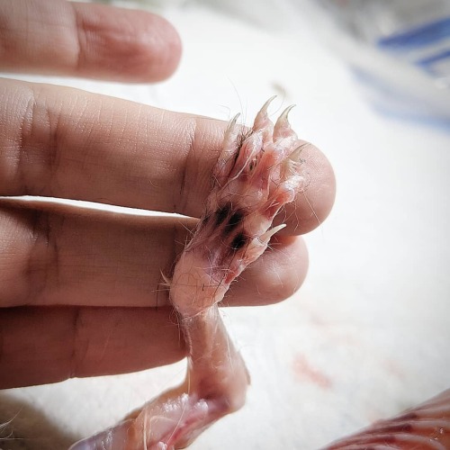 There&rsquo;s something very special about kitten paws. - - - - - - #aphelionnecrology #biology #cur