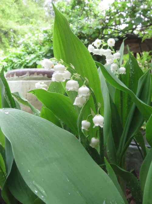 berniewong:  Happy that it rained(plants porn pictures