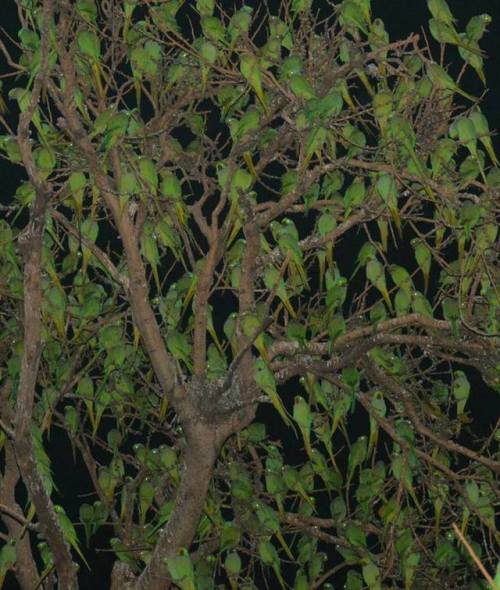 Parakeet tree, India