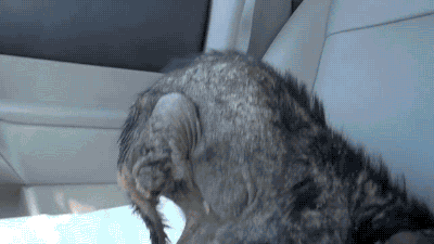 gifsboom:  El major gif para mi 