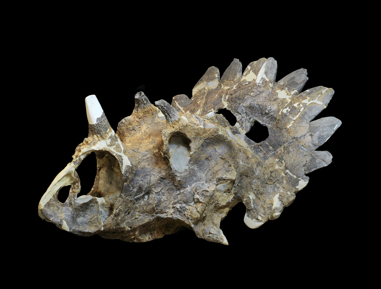 skunkbear:  NEW DINOSAUR ALERT!!!!!Nickname: “Hellboy”The bones of the new species,