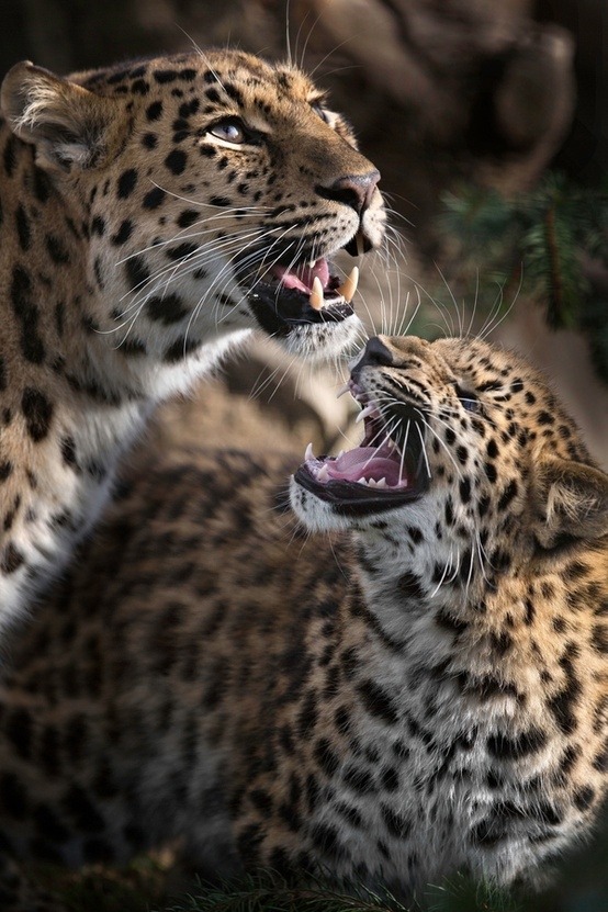 Final jeopardy (Amur Leopards, classified as critically endangered since 1996; less