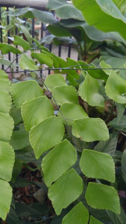dailyplantfacts: Adiantum peruvianum is a fern in the family Pteridaceae. Commonly known as Silver D