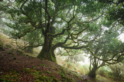 The Cloud Forest of Fanal by Ricardo PestanaFacebook | 500px | Instagram