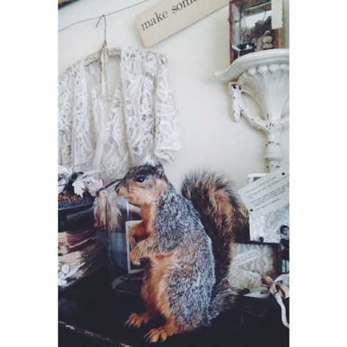 Steve in his new digs. #taxidermy #squirrel #animal #portland #christmas #interiordecorating #interi