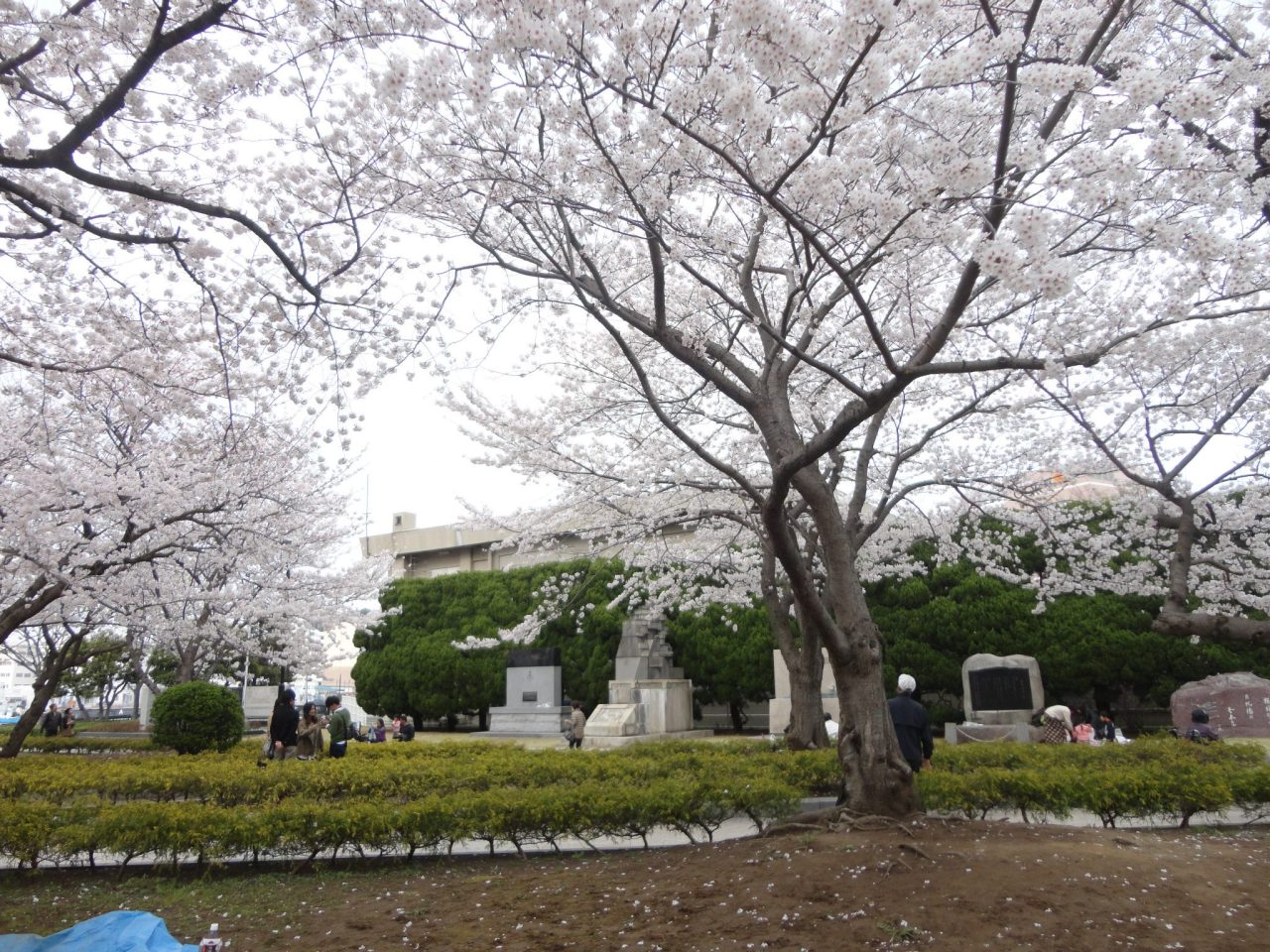 callmeekaylee:  I miss the cherry blossoms. Taken in Yokosuka, Japan.