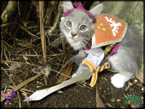 caterville:Link CatsToday’s theme: Gamer Cats. 