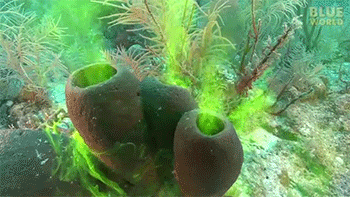 an-octoplus:  whatsbelowthesurface:  sizvideos:  Man adds dye to sea sponge - Video