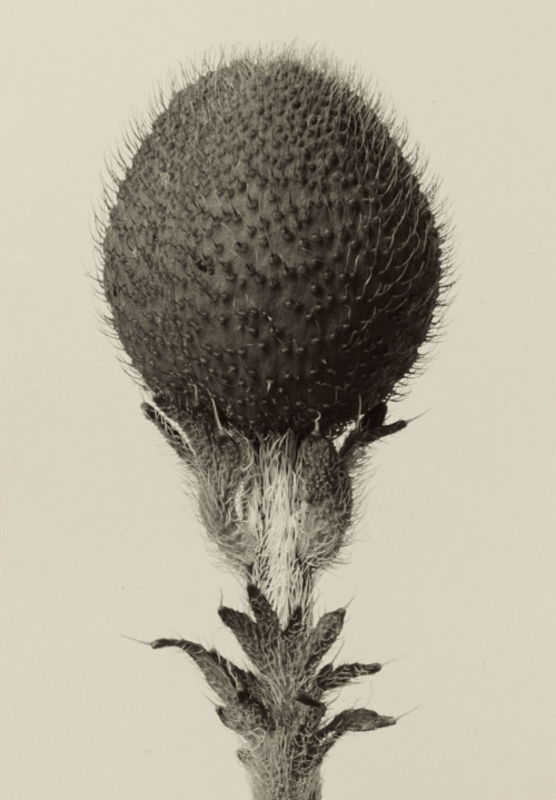 marcolikestowatch: Karl Blossfeldt