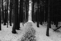universal-wanderer:  A winter walk in the