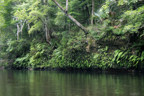 frolicingintheforest:Parts of the creek were lined with cliffs, covered in ferns! So lush! (: