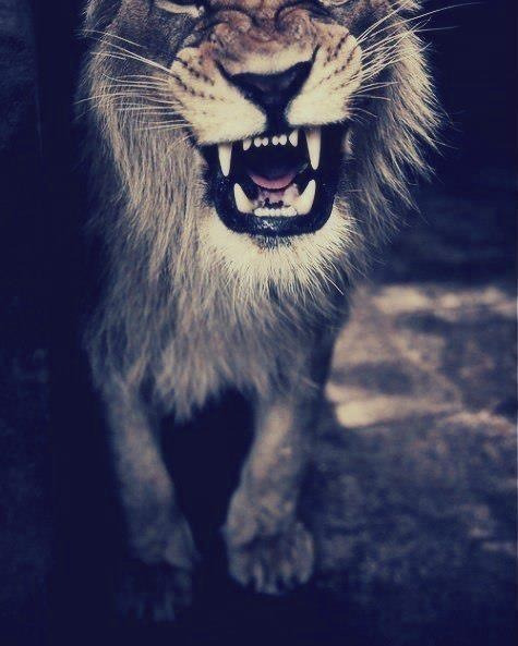 ford-jula:  Grrrrrrr 