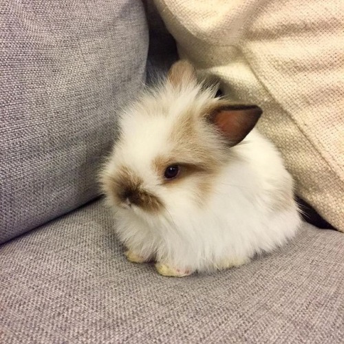 adorable-bunnies: ❤️