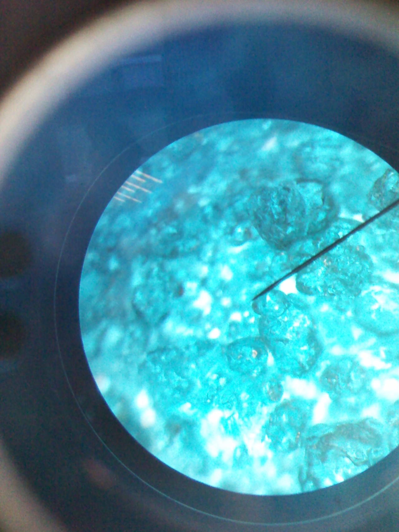 From left to right Nickel (II) sulfate, Potassium alum, Barium