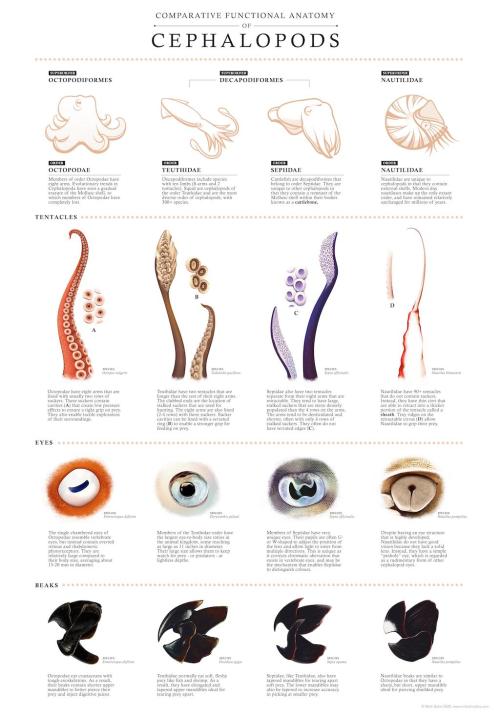 laughingsquid:A Fascinating Print Comparing Cephalopod Anatomy