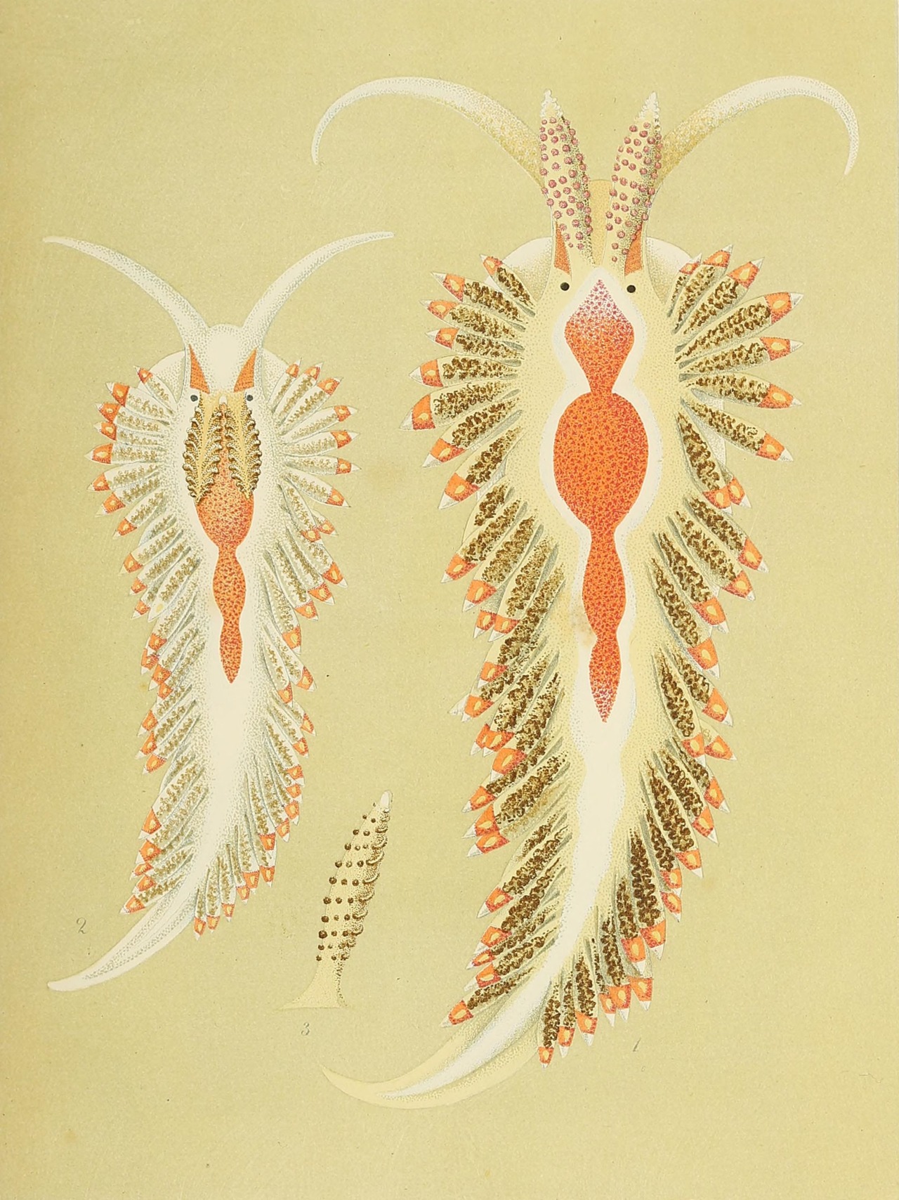 Illustration Of A Sea Slug Berghia Coerulescens Turning The Book illustration-of-a-sea-slug-berghia-coerulescens-turning-the-book