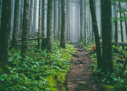 90377:   Foggy Trail by Tedrick Mealy   