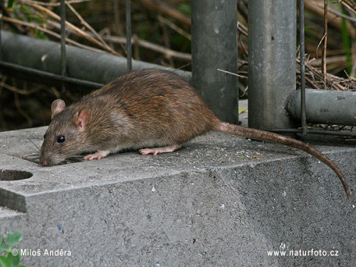 ainawgsd: The black rat (Rattus rattus), also known as ship rat, roof rat, or house rat—is a common 