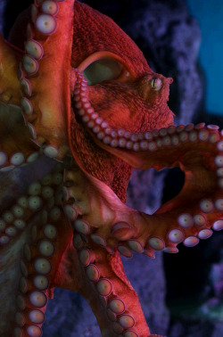 Octo-Precious! Look At &Amp;Lsquo;Is Little Suckers!