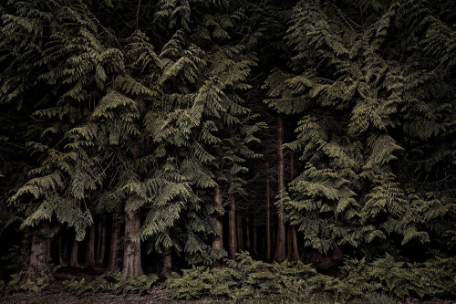 nevver:Into the woods, Jasper Goodall