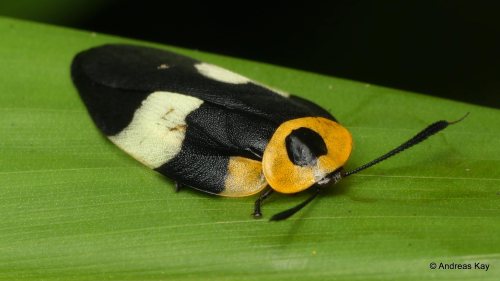 onenicebugperday:Pretty cockroaches!Photos 1-4 by Andreas Kay5-6 by Art Anker - Shared with permissi