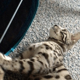theshadowytiger:  The new kitten! Human is leaning towards calling him Baybu! What