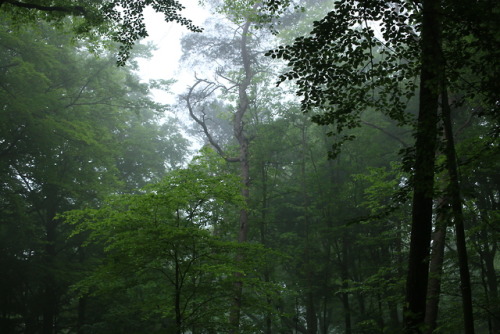 A foggy day at the local forest by 90377Instagram | Etsy Shop