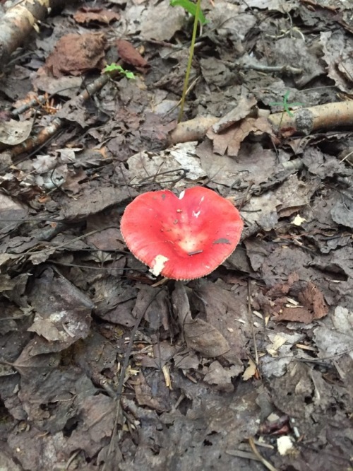 Hi could you help me identify these guys? They were growing in a mixed forest in eastern Canada. Tha