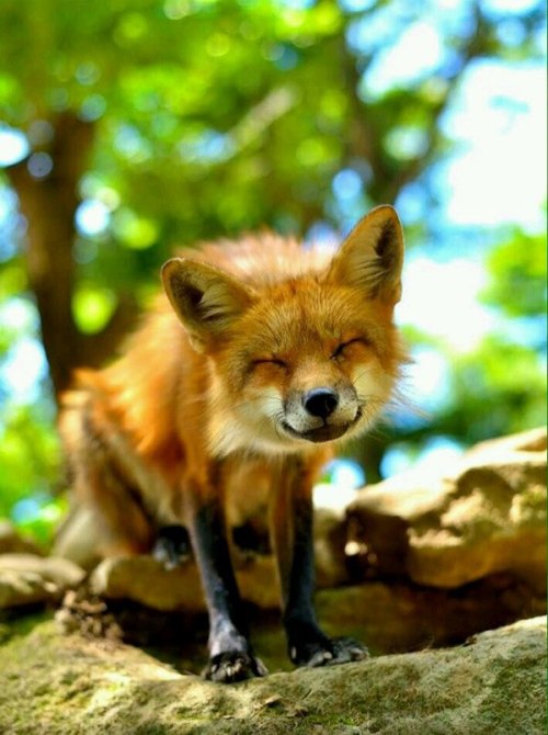 everythingfox:  ^w^