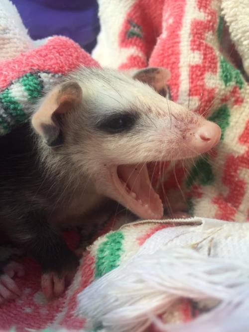 opossummypossum: devinleighbee: Today we rescued an orphaned baby opossum! We found her momma dead o