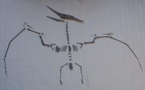 Aptery: Flying majesty3D printed Pteranodon skeleton