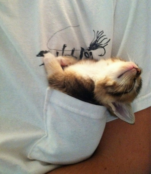 fallon-lover:boredpanda:Sleepy Kittens Doing What They Do Best – Sleepjimmyangelfallon!!!!!!!!Sleepy