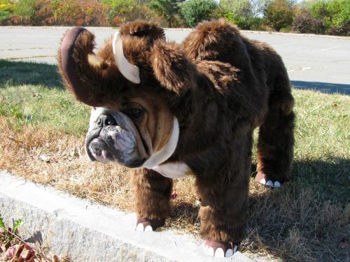cuteanimalspics:  Bully Mammoth (Source: http://ift.tt/1M47HOh)