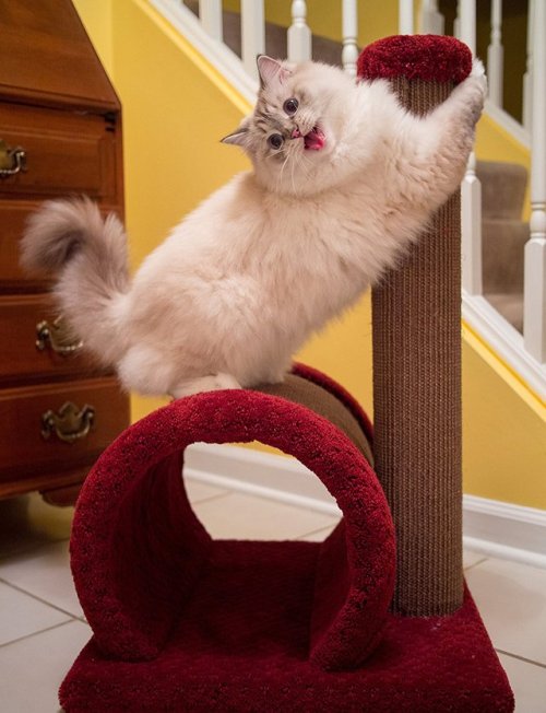 haiku-robot: mostlycatsmostly: I was searching for cat trees on Amazon and came across this gem. i w