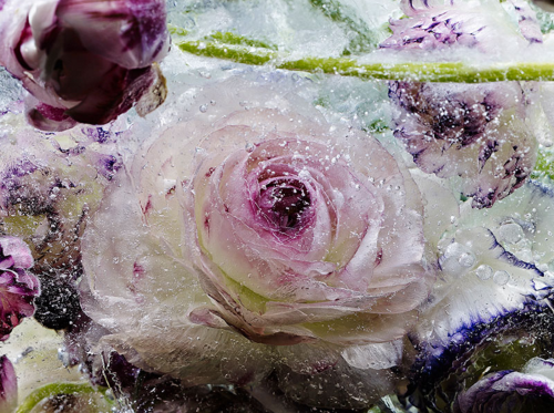 culturenlifestyle:  Frozen Flowers in Ice Resemble Exquisite Watercolor Paintings by Kenji Shibata K