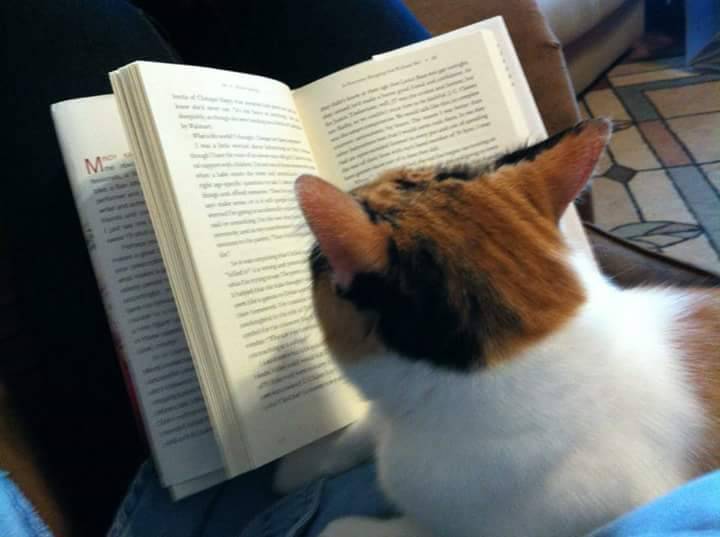 stuff-from-web: If you own a cat you know the feeling