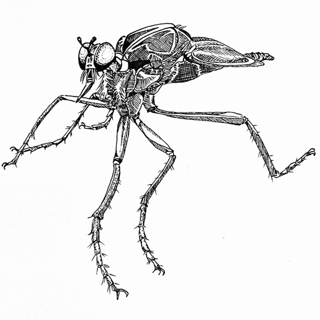Robber fly. Ink on paper. 