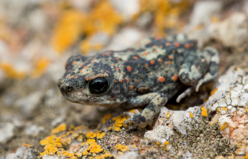 Duttaphrynus hololius by Girish Gowda