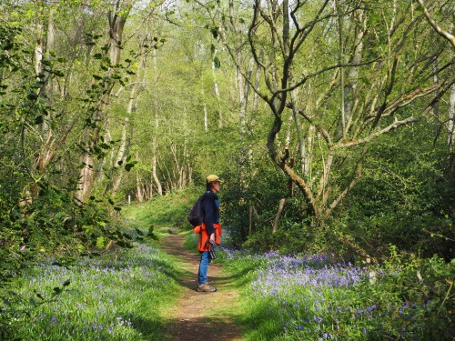 Foxley Wood, NorfolkApril 2022