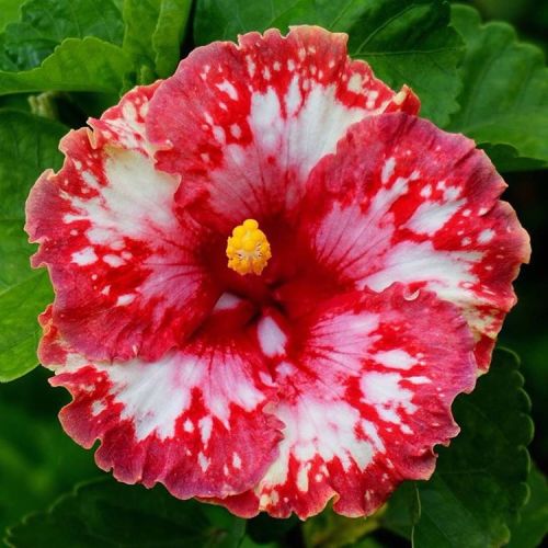 floralls:Tropical Hibiscus I via tezulaplants