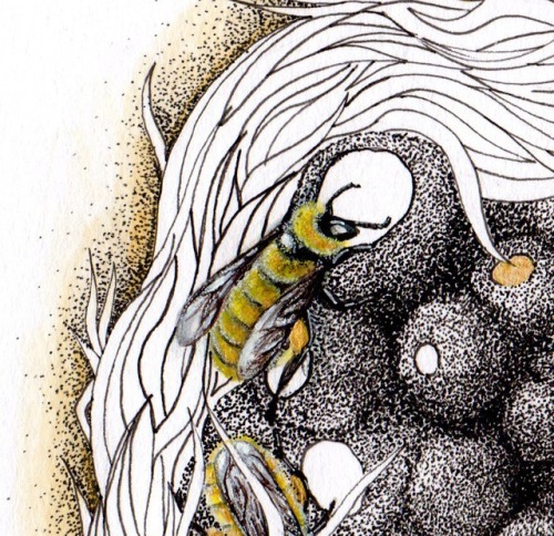 laurawilliams-illustrations:  The Great Yellow Bumblebee   Bombus distinguendus  These won