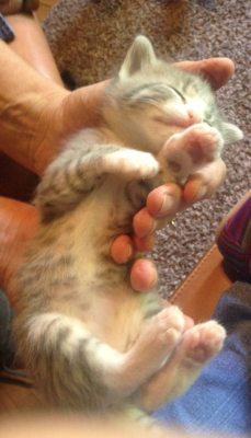 kitten-pictures:  Sleepy 3 week old belly