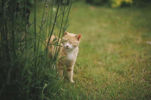 2022-05-14Flowers GardenCanon EOS R6 + RF50mm f1.2LInstagram  |  hwantastic79vivid