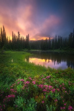 sweetd3lights:    By Lee Deutsch  