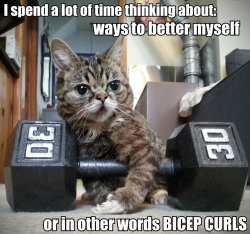 cuteanimalsbaddates:  Nothing wrong with working out. Everything wrong with talking about bicep curls in your online dating profile. Sorry, kitty. 