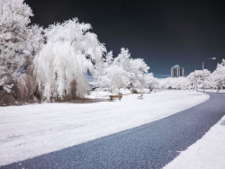 nordvarg:  Infrared by Paul Medeiros   